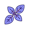 Basil