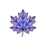 Maple
